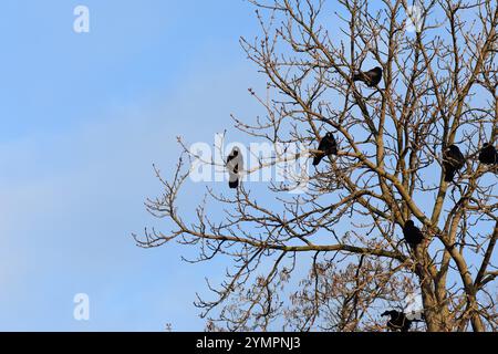 Troupeau de corbeaux dans l'arbre sur fond de ciel bleu Banque D'Images