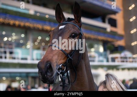 Ascot, Berkshire, Royaume-Uni. 22 novembre 2024. KDEUX SAINT FRAY piloté par le jockey Jonathan Burke remporte le Not Forgotten Open National Hunt Flat Race (classe 3) (catégorie 1 élimination) (GBB Race). Propriétaire Gracehill UK & Partners, entraîneur Olly Murphy, Wilmcote, éleveur Thomas Keating, Sponsor Motoclan. Crédit : Maureen McLean/Alamy Live News Banque D'Images