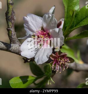 Fleur d'amande un matin d'hiver. Banque D'Images