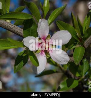 Fleur d'amande un matin d'hiver. Banque D'Images