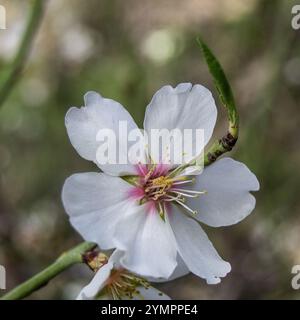Fleur d'amande un matin d'hiver. Banque D'Images