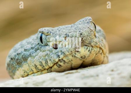 Crotalus lepidus, Rattlesnake rocheux, portrait de tête Banque D'Images