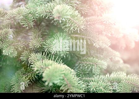 Fond enneigé d'hiver de Noël avec branche verte d'épinette. Banque D'Images