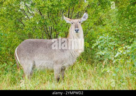 Kobus ellipsiprymnus, Ellipsen Waterbuck femelle, Waterbuck, Afrique du Sud ; Parc national Kruger Banque D'Images