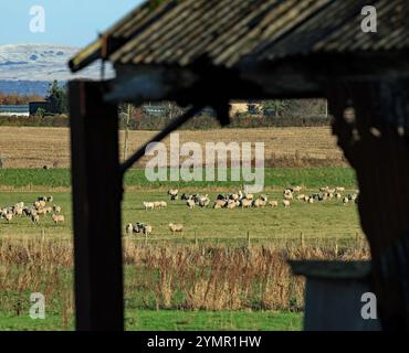 Avec les collines enneigées des Pennines dans le fond un troupeau de moutons sont encadrés par une ancienne grange le long de l'Ellerbrook Banque D'Images