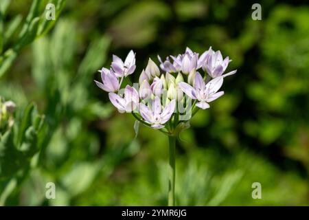 Gros plan d'une fleur d'ail américain (allium unifolium) en fleurs Banque D'Images