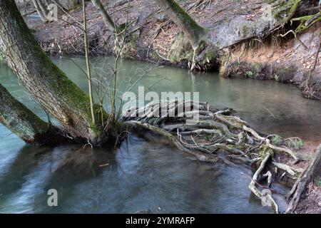 Les racines exposées des arbres dépassent d'une rivière dans la forêt. Banque D'Images