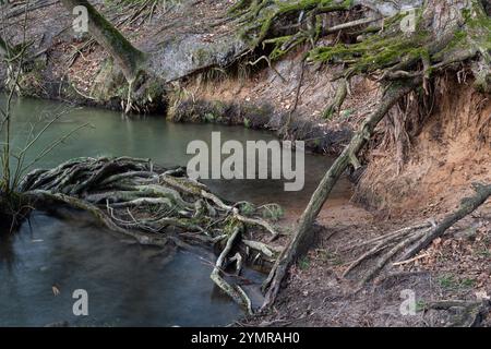 Les racines exposées des arbres dépassent d'une rivière dans la forêt. Banque D'Images