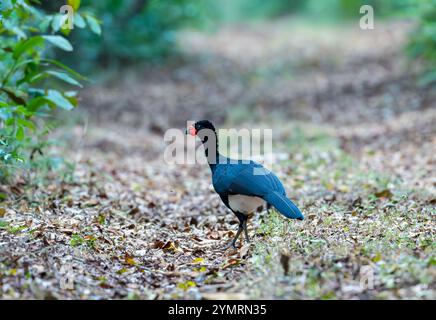 Un Curassow à bec rouge (Crax blumenbachii) en voie de disparition errant sur un sentier forestier. Espírito Santo, Brésil. Banque D'Images