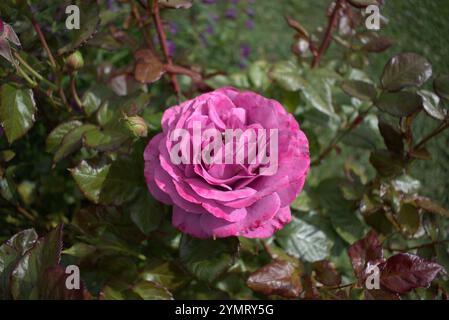 Rose floribunda mauve (cultivar 'Merci') en pleine floraison dans le jardin Banque D'Images