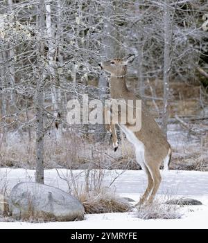 Cerf de Virginie (Odocoileus virginianus). Doe atteignant le lichen sur un étang de castors glacé. Février dans le parc national Acadia, Maine, États-Unis. Banque D'Images