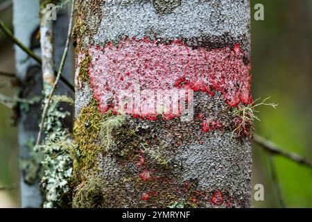 Lichen de Noël de couleur rouge vif (Cryptothecia rubrocincta) poussant sur le tronc d'arbre. Espírito Santo, Brésil. Banque D'Images