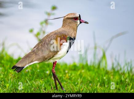 Un vallon austral (Vanellus chilensis) debout sur de l'herbe verte. Espírito Santo, Brésil. Banque D'Images