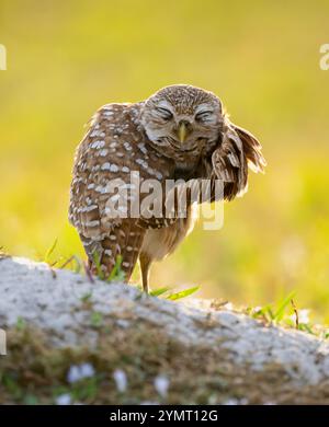 Chouette des terriers (Athene cunicularia) au nid. Cape Coral, Floride. Banque D'Images