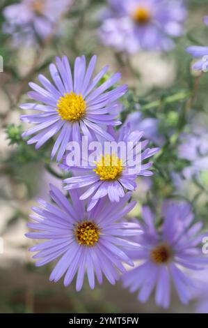 Aster aromatique fleuri d'automne par une journée ensoleillée dans le jardin. Banque D'Images