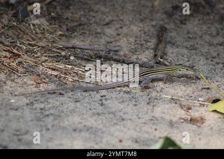 Aspidoscelis sexlineata (Aspidoscelis sexlineata) à six lignes dans le parc national d'Indiana Dunes Banque D'Images