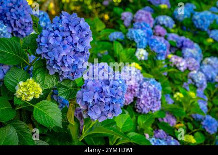 Belle fleur bleue Hydrangea Macrophylla Adria Banque D'Images