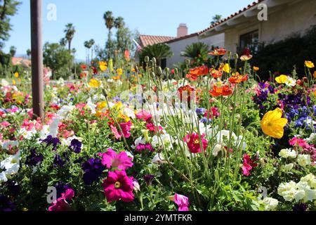 Une explosion de couleurs en pleine floraison, encadrée par des palmiers et une banlieue ensoleillée en toile de fond, le chef-d'œuvre vibrant de la nature. Banque D'Images