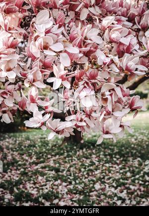 Arbre de Magnolia rose vibrant en pleine floraison printanière Banque D'Images