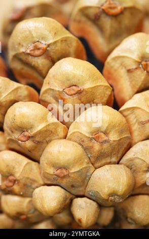 Texture artistique étonnante d'une pomme de pin sèche naturelle pour fond et bannière Banque D'Images