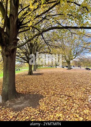 Saison d'automne, parc arboré avec des feuilles dorées tombantes couvrant le sol. Personne Banque D'Images