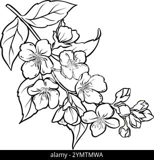 Branche de Jasmine avec illustration de contour de fleurs. Illustration de Vecteur