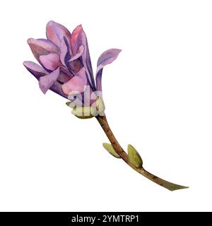 Fleur de magnolia printanier, bourgeons de buisson d'arbre de camélia mauve sur la branche, illustration botanique isolée exotique dessinée à la main à l'aquarelle. Objet à élément unique Banque D'Images