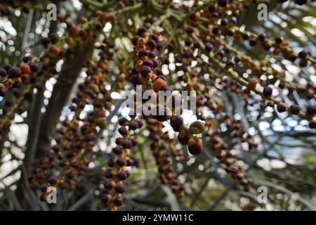 Graines d'Arenga engleri. Grappe de fruits rouges de palmier Formose sur l'arbre. Également connu sous le nom de palmier formosa et palmier à sucre asiatique XL Banque D'Images