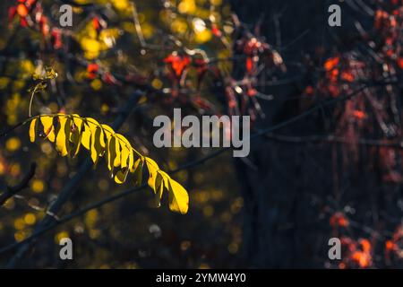 Une combinaison saisissante et vibrante de feuilles jaunes et rouges mettant en valeur magnifiquement la beauté époustouflante de l'automne, sur un fond sombre et flou qui améliore la scène globale Banque D'Images