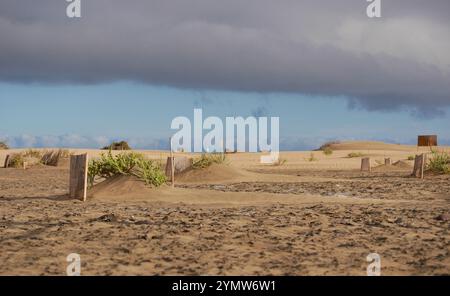 Barrières de clôture spéciales pour la conservation des plantes écosystémiques de dune à Maspalomas, Gran Canaria. Réserve naturelle pour protéger la plante Traganum Moquinii, whic Banque D'Images