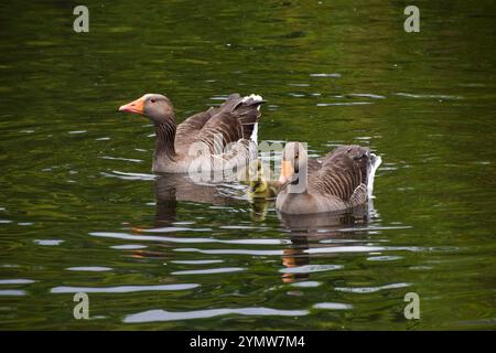 Londres, Royaume-Uni. 23 mai 2022. Les oisons de lévrier nouveau-nés nagent avec leurs parents dans un lac de parc. Crédit : Vuk Valcic/Alamy Banque D'Images