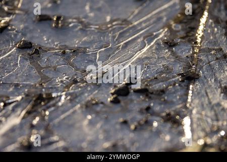 Cottbus, Allemagne. 23 novembre 2024. Une flaque d'eau est recouverte d'une fine couche de glace. Après une nuit avec des températures juste en dessous de zéro, il se réchauffe au cours du week-end dans le sud du Brandebourg. Les températures atteignent plus de 10 degrés Celsius le dimanche. Crédit : Frank Hammerschmidt/dpa/Alamy Live News Banque D'Images