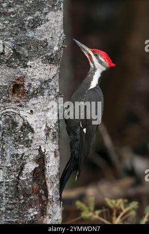 Pic pilé (Dryocopus pileatus) se nourrissant en février dans le parc national Acadia, Maine, États-Unis. Banque D'Images