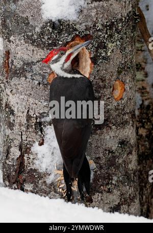 Pic pilé (Dryocopus pileatus) se nourrissant en février dans le parc national Acadia, Maine, États-Unis. Banque D'Images