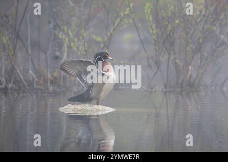 Canard mâle des bois (Aix sponsa) en plumage d'élevage. Matin de printemps brumeux dans le parc national d'Acadia, Maine, États-Unis. Banque D'Images