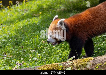 Panda rouge (Ailurus fulgens fulgens), également connu sous le nom de panda rouge népalaise. Banque D'Images