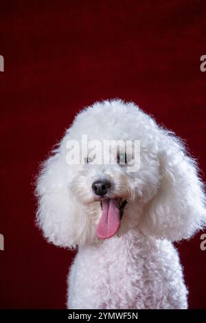 Gros plan portrait en studio d'un caniche blanc assis et regardant la caméra Banque D'Images