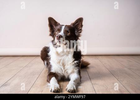 Gros plan portrait en studio d'un chien Border Collie brun et blanc allongé sur du parquet regardant loin de la caméra Banque D'Images