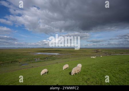 Les moutons paissent sur la digue près de Nieuwe Statenzijl dans la province de Groningen. Vue sur l'Eems Dollard avec les moulins à vent sur la côte allemande Banque D'Images