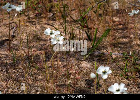 Plantes carnivores : floraison blanche D. cistiflora dans l'habitat naturel Banque D'Images