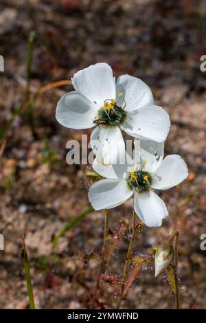 Plantes carnivores : floraison blanche D. cistiflora dans l'habitat naturel Banque D'Images