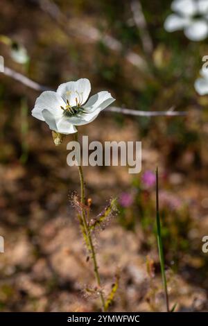 Plantes carnivores : floraison blanche D. cistiflora dans l'habitat naturel Banque D'Images