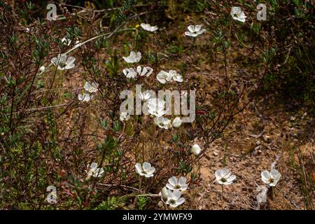 Plantes carnivores : groupe de fleurs blanches D. cistiflora dans l'habitat naturel Banque D'Images