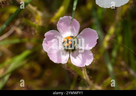 Plantes carnivores : petite fleur rose clair de Drosera cistiflora, prise dans un habitat naturel Banque D'Images