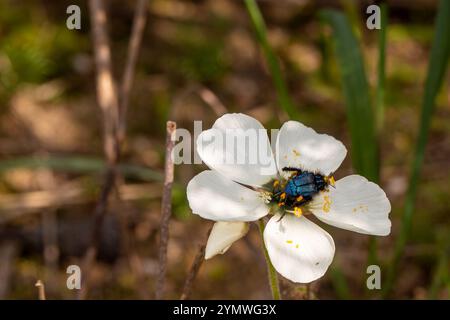 Blue Monkey Beetle pollinatig une fleur blanche de Drosera cistiflora, une plante carnivore du Cap occidental de l'Afrique du Sud Banque D'Images