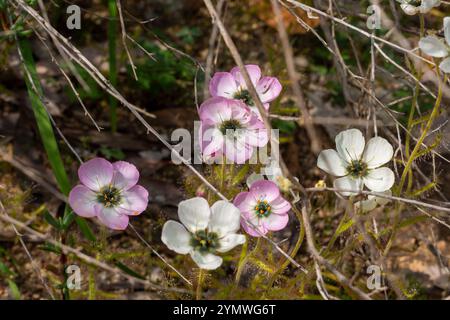 Drosera cistiflora fleuri blanc et rose poussant côte à côte Banque D'Images