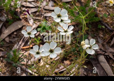 Plantes carnivores : groupe de fleurs blanches D. cistiflora dans l'habitat naturel Banque D'Images