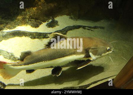 Pimelodidae poisson-chat dans l'aquarium de l'eau vue d'en haut du côté. Garder le poisson dans un aquarium. Banque D'Images