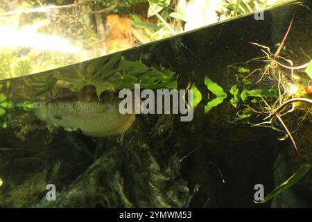 Osteoglossum bicirrhosum dans l'aquarium vue latérale rapprochée. Banque D'Images