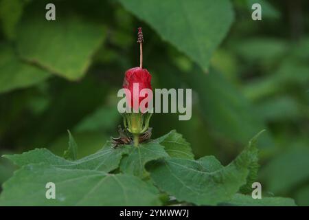 Gros plan d'une fleur de Malvaviscus arboreus Banque D'Images
